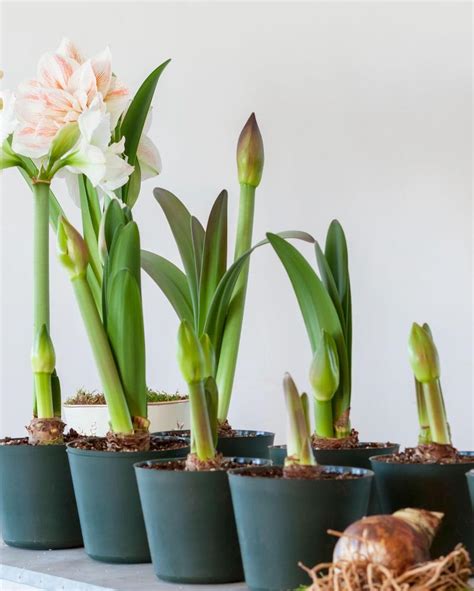 Amaryllis Pflegeanleitung nach der Blüte für das ganze Jahr