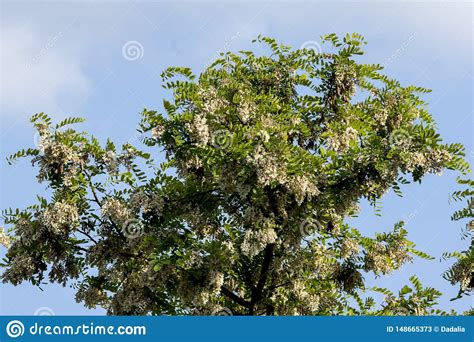 O Pseudoacacia Do Robinia Dos Locust Deo Pretos Imagem De Stock