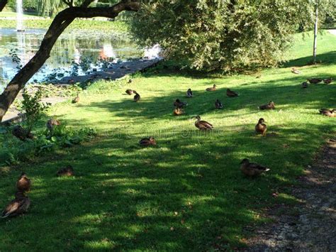 Denmark Nature Ducks Stock Image Image Of Nature Life 136962881