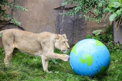 In Photos: London Zoo's Lions Celebrate World Lion Day | Londonist