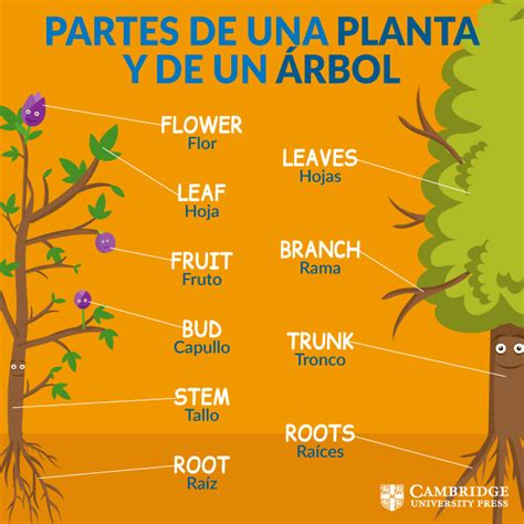 Vocabulario Partes Del árbol Y Las Plantas En Inglés Blog Cambridge