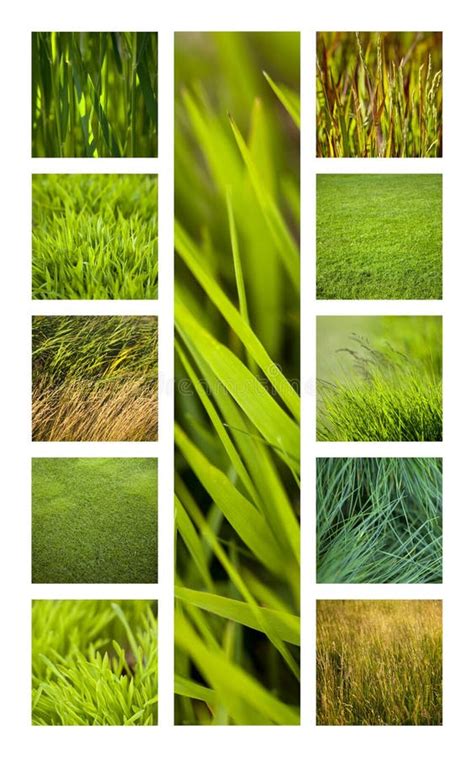 Green And Grass Stock Illustration Illustration Of Countryside 267697518