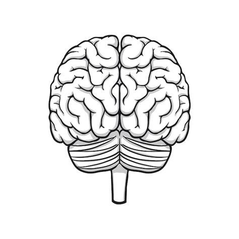 Premium Vector Hand Drawn Brain Drawing Illustration