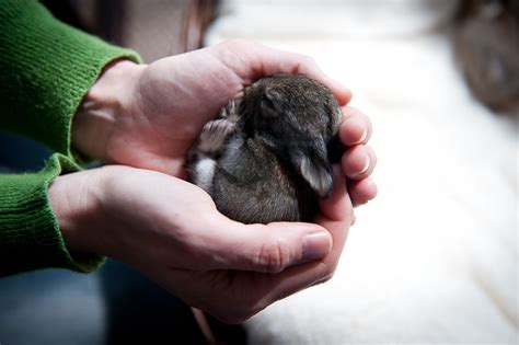 One Of Our 2 Week Old Baby Bunnies Baby Bunnies 2 Week Old Baby Cute