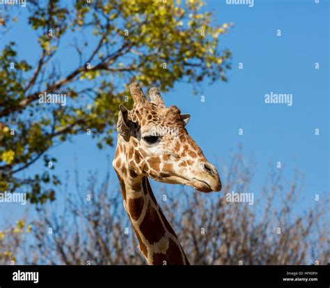 Portrait Of A Giraffe Here You Can Clearly See Its Horns And Large