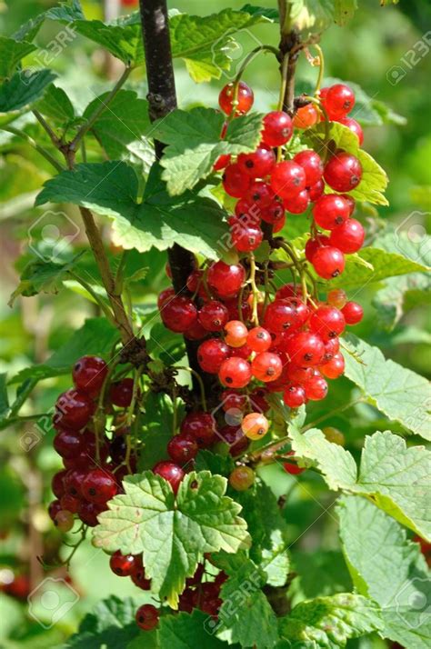 Confiture Groseille Framboise Recette Maison Artofit