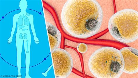 Leptina Qué Es Y Cómo Actúa Mejor Con Salud