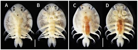 Argulus japonicus, adult male (A and B, 6.1 mm total length) and adult ...