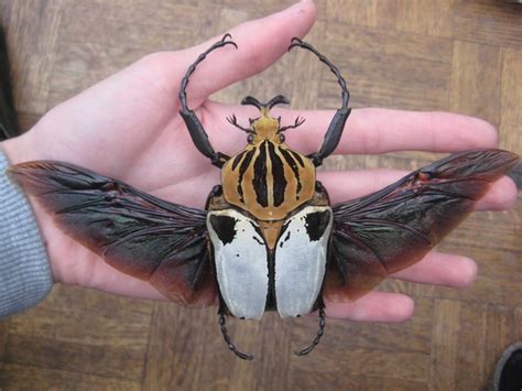 The Goliath Beetle - Photorator