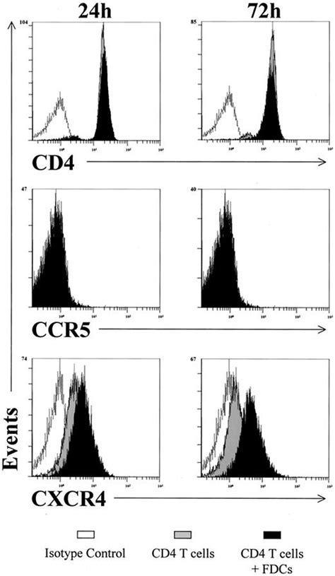 Follicular Dendritic Cell Mediated Up Regulation Of Cxcr4 Expression On