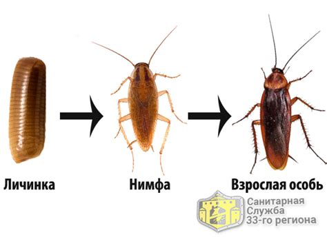 Какие виды тараканов живут в квартирах РФ? | Блог службы «Владимир СЭС»