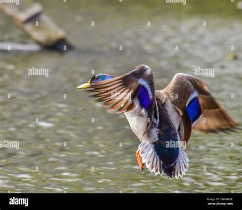 A Male Mallard Duck Landing On Water Stock Photo Alamy
