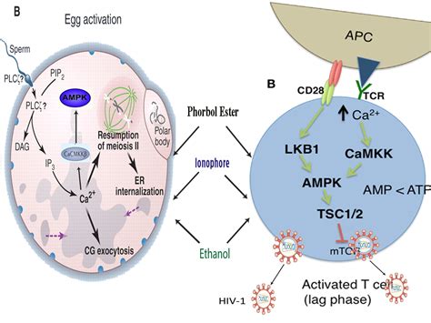 Ampk And Metformin Links Cancer Stem Cells Hiv 1 Progeria Microgravity And Spaceflight