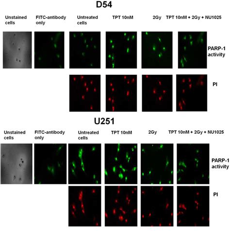 Cell Culture Human Gbm Cell Lines D54 ATCC Bioz