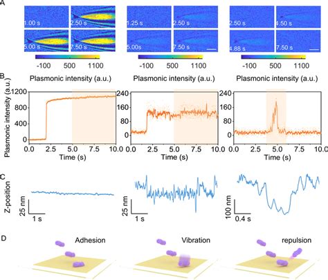 Schematic Of Bacteria Dynamic Interfacial Behaviors Imaged By Surface