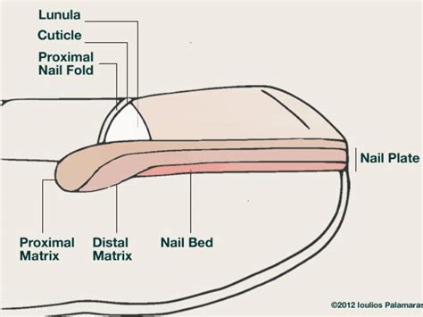 Nail Problems Ioulios Palamaras Md Phd