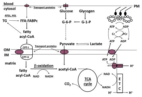 REGULATION OF FAT METABOLISM DURING EXERCISE