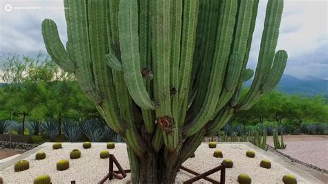 JARDÍN DE CACTÁCEAS YouTube