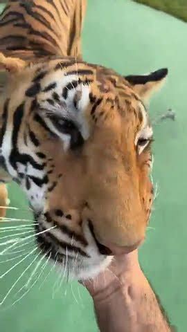 شكل وجه النمر البنغالي اكسبلور animals نمر tiger YouTube