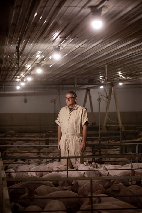 Meat Plant Closures Mean Pigs Are Gassed Or Shot Instead The New York