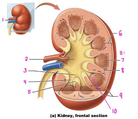 BSC 216 Lab Urinary System Flashcards Quizlet