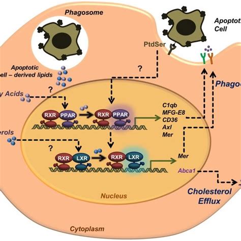 Activation Of Nuclear Receptors In Phagocytes During Apoptotic Cell