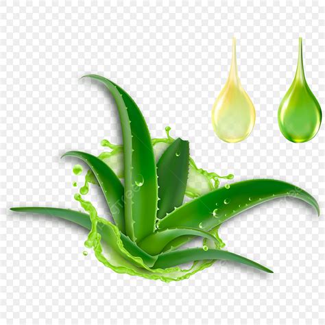 Aloe Vera Png Vector Psd And Clipart With Transparent Background For