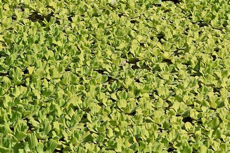 Water Lettuce Pistia Stratiotes Growing Guides