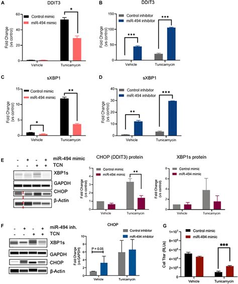 Frontiers MicroRNA 494 Regulates Endoplasmic Reticulum Stress In