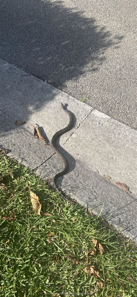 What snake is this? [Florida] : r/whatsthissnake