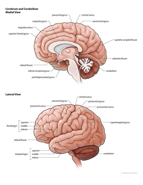 1 Brain Anatomy And Functions Diagram Quizlet