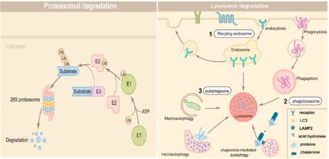 Mechanisms Of Protein Degradation The Ubiquitinproteasome System And