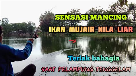 Mancing Mujair Nila Liar Heboh Saat Strike Karena Bunyi Latto Latto