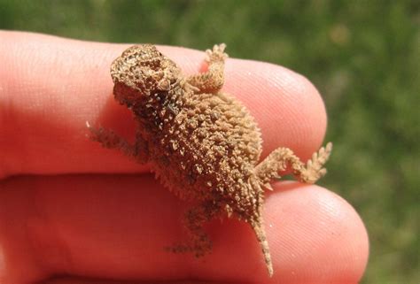 Jenns Place Baby Horned Lizard Horned Lizard Lizard Toad