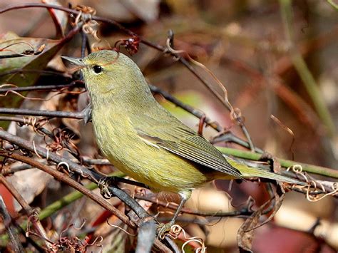Orange Crowned Warbler