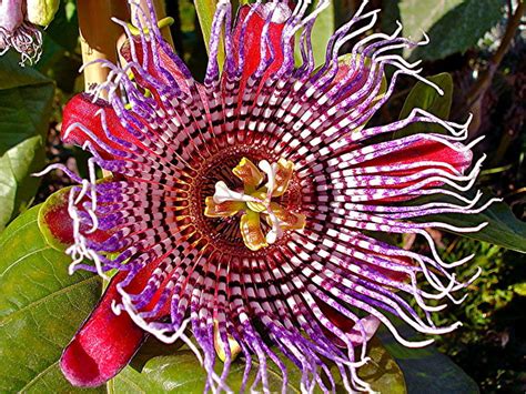 How To Grow Passion Flower Maypop Hubpages