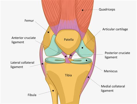 Anatomie Du Genou Chirurgien Du Sport