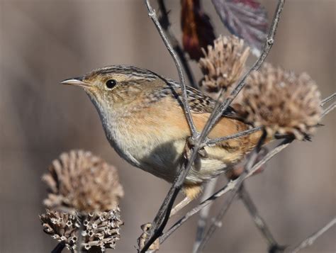 Sedge Wren (Cistothorus stellaris) :: BirdWeather