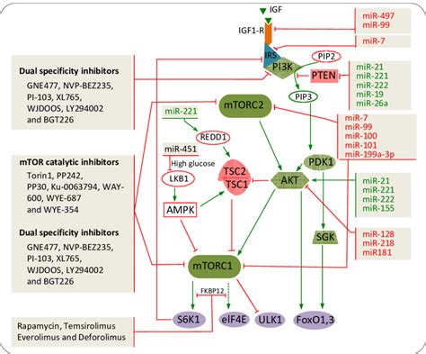 Regulatory Networks Of Mtor Inhibitors And Mirnas In Controlling The