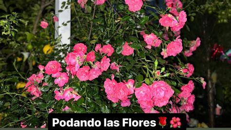 Les Comparto Como Se Podan Los Rosales Para Que Siempre De Flores YouTube