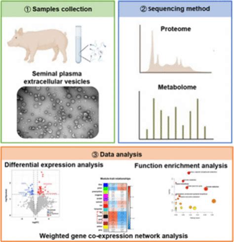 Proteomics And Metabolic Characteristics Of Boar Seminal Plasma