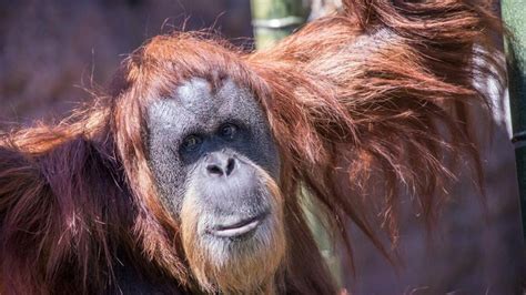 Inji Orang Utan Tertua Dunia Asal Sumatera Disuntik Mati Di Oregon