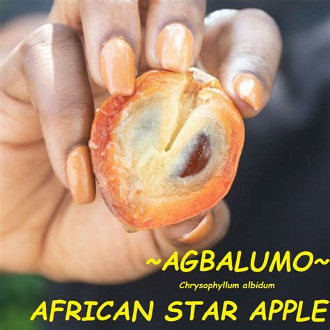 AGBALUMO Chrysophyllum Albidum AFRICAN STAR APPLE FRUIT TREE Small