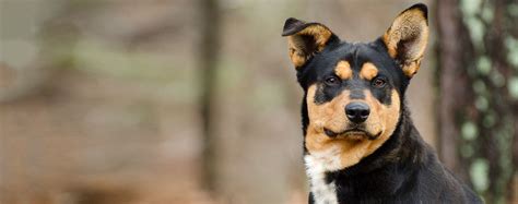 Lancashire Heeler | Dog Breed Facts and Information - Wag! Dog Walking