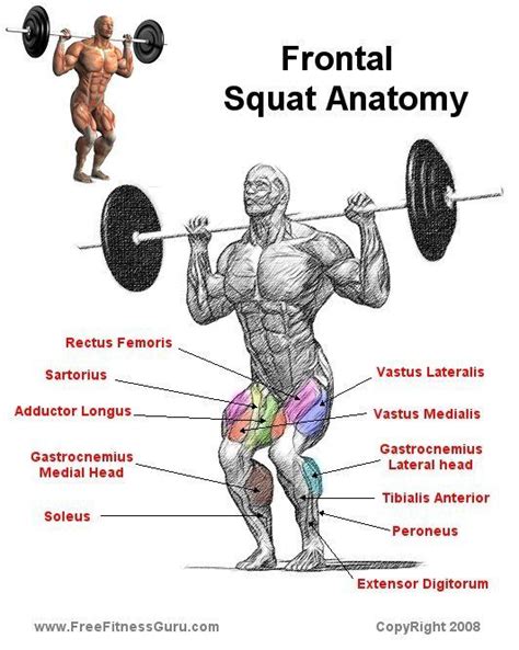 Rear Squat Anatomy Workout Squat Workout Squats Anatomy