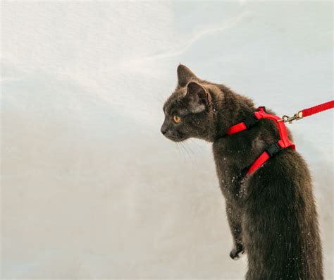 Where Is My Cat's Microchip? Microchipping Explained Cat Care Checklist