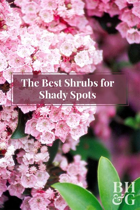 Best shrubs for shade – Artofit