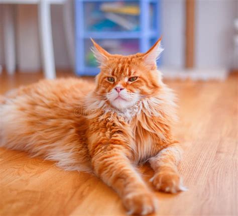 Portrait Of Ginger Maine Coon Cat Lying On Parquet Floor Stock Photo