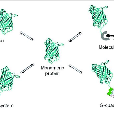 Schematic Representation Of Dimerization Of Protein Via Molecular Download Scientific Diagram