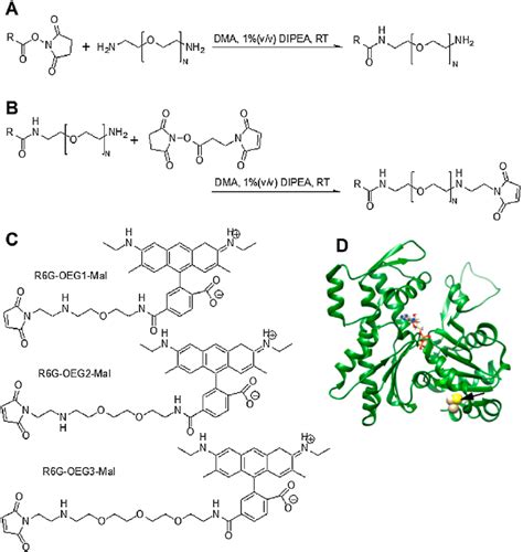 Reaction Scheme Of The Synthesis Of R6g Maleimides And Their Chemical